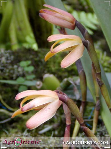 Orqudeas - Maxillaria criptobulbon